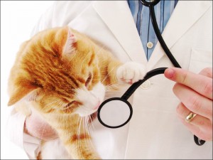 ocala-veterinary-hospital-pet-wellness-plan